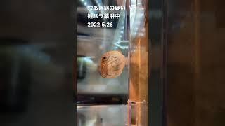 穴あき病の疑い観パラ薬浴中2022.5.26