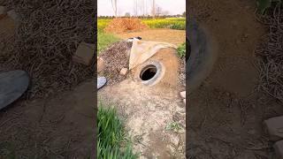 The process of harvesting sweet potatoes underground