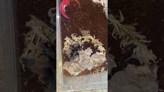 #shortvideo #tarantula #tarantulafeeding #shorts #youtube #subscribe #brachypelma #youtubeshorts