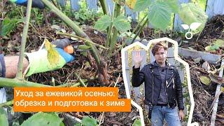 Уход за ежевикой осенью: обрезка и подготовка к зиме