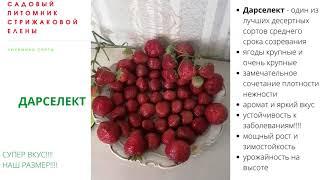 ДАРСЕЛЕКТ  - ПРОВЕРЕННЫЙ СОРТ ВКУСНЕЙШЕЙ КЛУБНИКИ