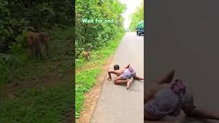 A disabled duckling helps his cat friend 80 #DuckRescue​ #CuteAnimal​ #AnimalRescue