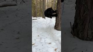 Luna the jumping panther 