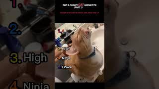 Top 5 funny cat moments!!!