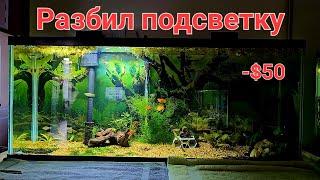 Разбил подсветку в большом аквариуме и попал на $50 Лабео гоняет рыб Аквариумные рыбки креветки LED