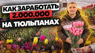 Выращивание тюльпанов. Цветочный бизнес. Бизнес в деревне