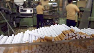 How Tobacco Processing In Factory - Tobacco Cultivation And Harvesting