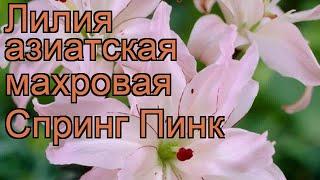 Лилия азиатская махровая Спринг Пинк  обзор: как сажать, луковицы лилии Спринг Пинк