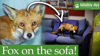 Fox breaks in and sits on the sofa!