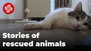 "Hello, my name is Mia": stories of rescued animals in Azerbaijan | Meydan TV English