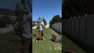 6 month lawn leveling progress #landscaping #lawn
