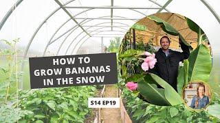 S14 E19: How to Grow Bananas in the Snow