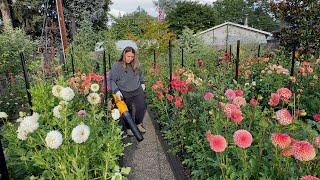 Flower Garden Maintenance Day! Cutting and Deadheading Dahlias, Harvesting Veggies and Flowers ️