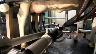 DeLaval VMS Voluntary Milking System | The Milking System of Future | DeLaval