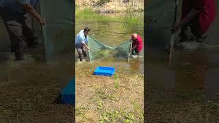 Best Unique Fish Trap/ Amazing Fishing Techniques (EASY And EFFECTIVE)#shorts #viral #fishing