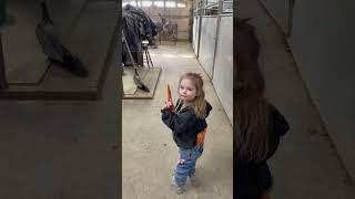 She takes this job seriously  #horse #equestrian #farming #fyp #viral