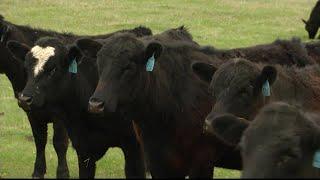 Montana Ag Network: US Cattlemen’s Association brings priorities to DC