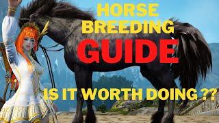 Horse Breeding Guid How To Do And Does It Worth ? Let's See Black Desert Online