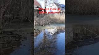 Click lower rt corner to see the complete episode on my fun, fact-filled,fascinating nature channel!