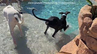 Dad Jumps In & Rescues Great Dane Puppy Who Goes For An Unexpected Dip In The Pool