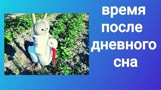 Время после дневного сна с басиком и реборном на даче!