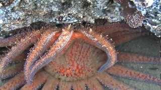sunflower starfish