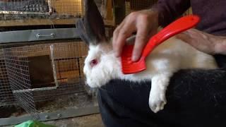 Rabbit during molting. How to make life easier for a rabbit at this time.