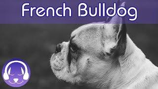 Music for French Bulldogs! Keep Your Frenchie Calm and Relaxed with this Soothing Music!