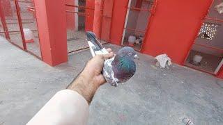 Joro K Liyae New Kabootar Liya | Hashim Mahmood Pigeons