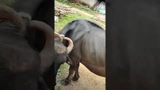 hay Mera kalu #shorts #trending #viral #zozo