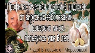 Профилактическая пропойка  индюков от вирусных заболеваний.ПРОВЕРЕННО МНОЮ,пользуюсь уже 6 лет.