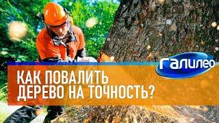 САМЫЙ ПЕРВЫЙ СЮЖЕТ Галилео  Как повалить дерево на точность?