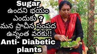 Natural health remedies for Sugar problem/Podapathri plant/Insulin plant/పొడపత్రి, ఇన్సులిన్ మొక్#59