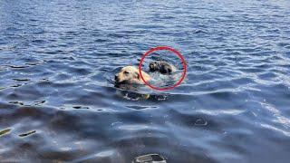 The dog was swimming something jumped on him Everyone was horrified when they saw who it was