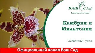 Особенности ухода за орхидеей: Камбрия и Мильтония. Ваш сад