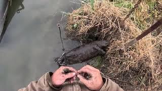 I can’t believe I found these on a beaver! Trail cam footage!!! 2024-25  ep.3