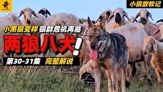 大型紀錄片【小狼放牧記】第30-31集，全球第二匹放牧的黑狼，牧羊犬追擊孤狼，小狼依然被排擠？狼群威脅再臨，兩狼八犬的放牧之行#坎高犬#狼#牧羊犬#狗#狼群#土耳其#动物世界#動物解説#動物世界
