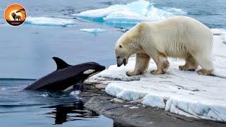 The Ruthless Predators At The Top Of The Arctic | Animal Documentary