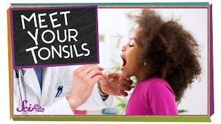 Meet Your Tonsils!