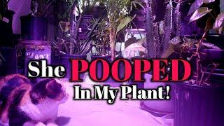 Stop Cats From Pooping In Your Container Plants!- Keep Your Plants Safe