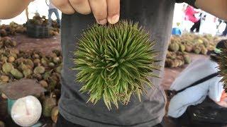 Durian Hutan Hulu Langat Memang Menyengat