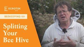 Beekeeping 101: How and why to split your bee hive! Dr Mark Goodwin