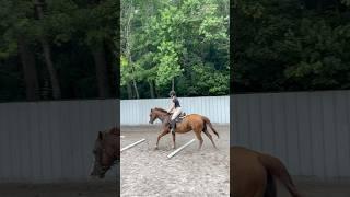 Cantering Penny over 8 ground poles in a row. #horse #horselife #horsefarms #horseworld #horsey #fyp