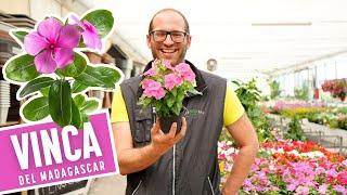 Vinca del Madagascar o Catharanthus Roseus: L'Alternativa Super Fiorita per il tuo Balcone.