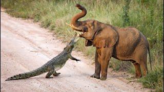 Giant Elephant Shows Crocodile Who's King! Elephant Vs Crocodile!