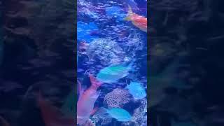 Aquarium Break 3 #graphicdesign