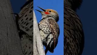 Hear the Northern Flicker's Incredible Calls!