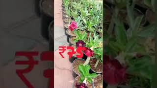 Adenium plant. ₹.75