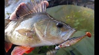 UL River Jigging! Those Pesky Pike Couldn't Resist!