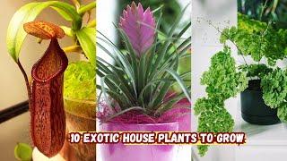 10 Exotic House Plants to Grow | Unique and Stylish Houseplants #exotic